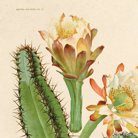 Vintage Botanical Cactus Flower Print